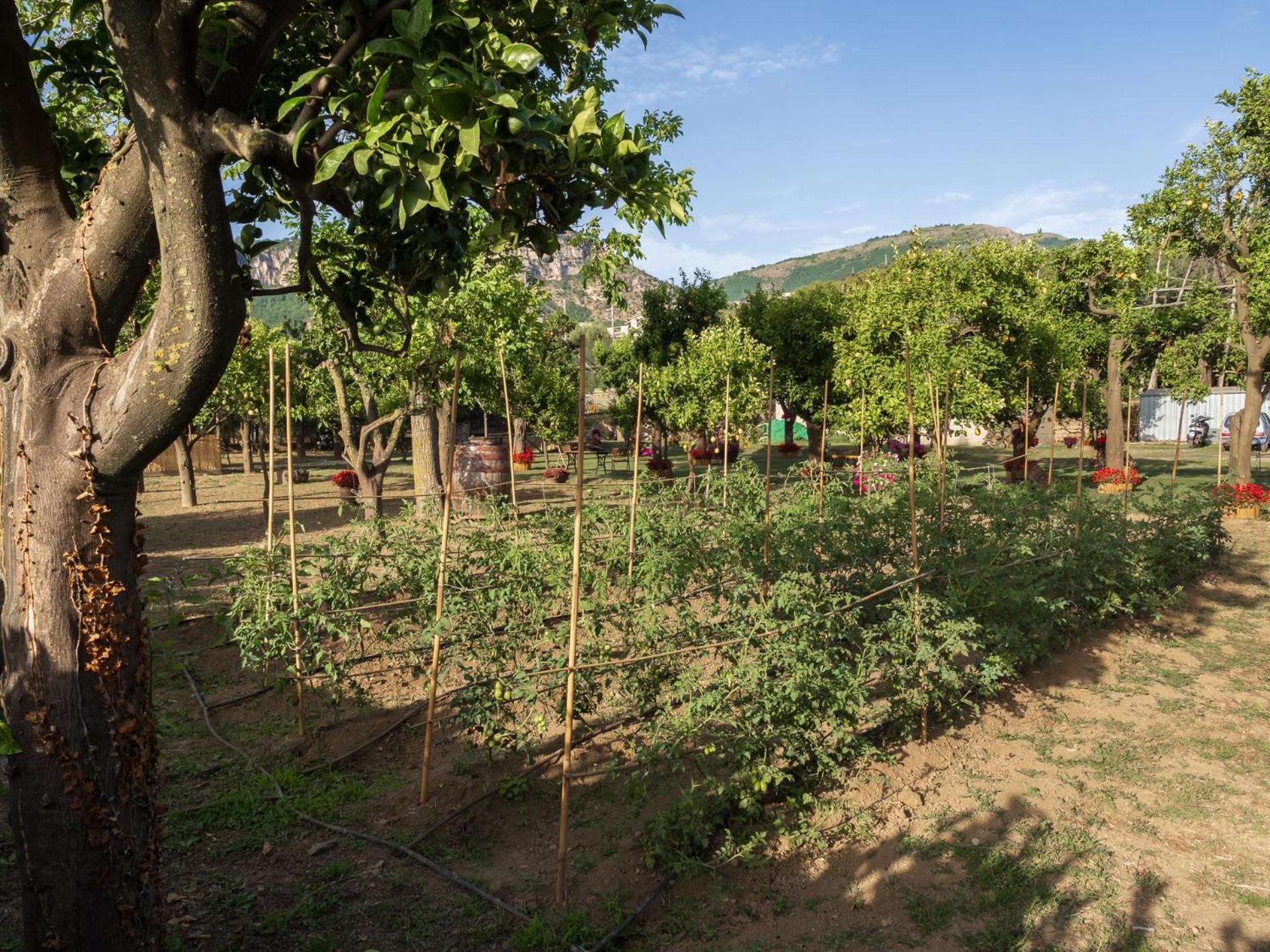 Вилла Giardino Di Nonno Lucio - Surrounded By Lemon Tree Пьяно-ди-Сорренто Экстерьер фото