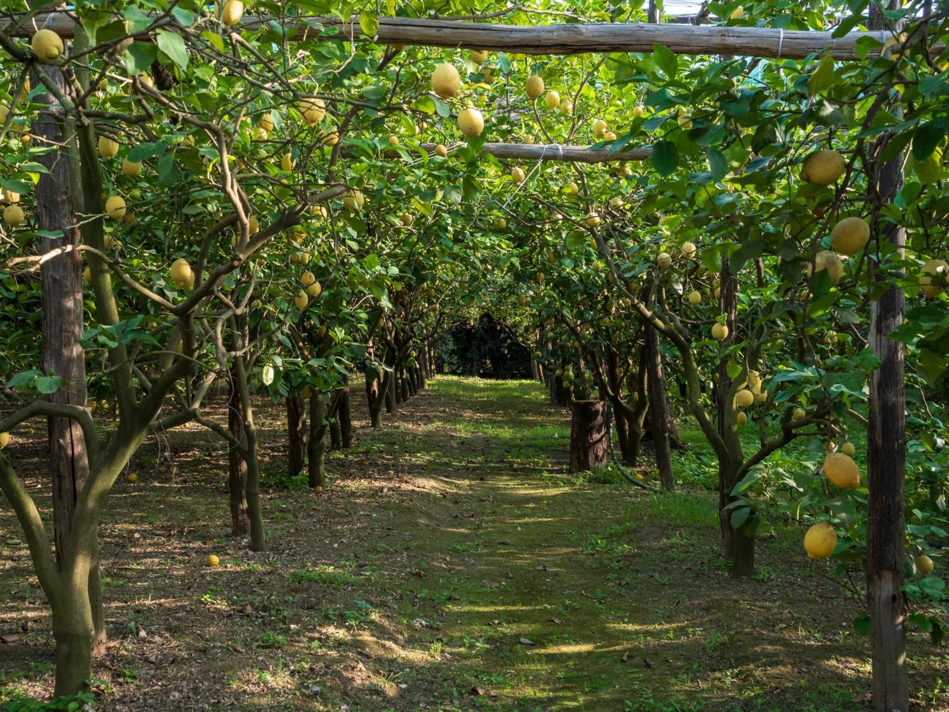Вилла Giardino Di Nonno Lucio - Surrounded By Lemon Tree Пьяно-ди-Сорренто Экстерьер фото