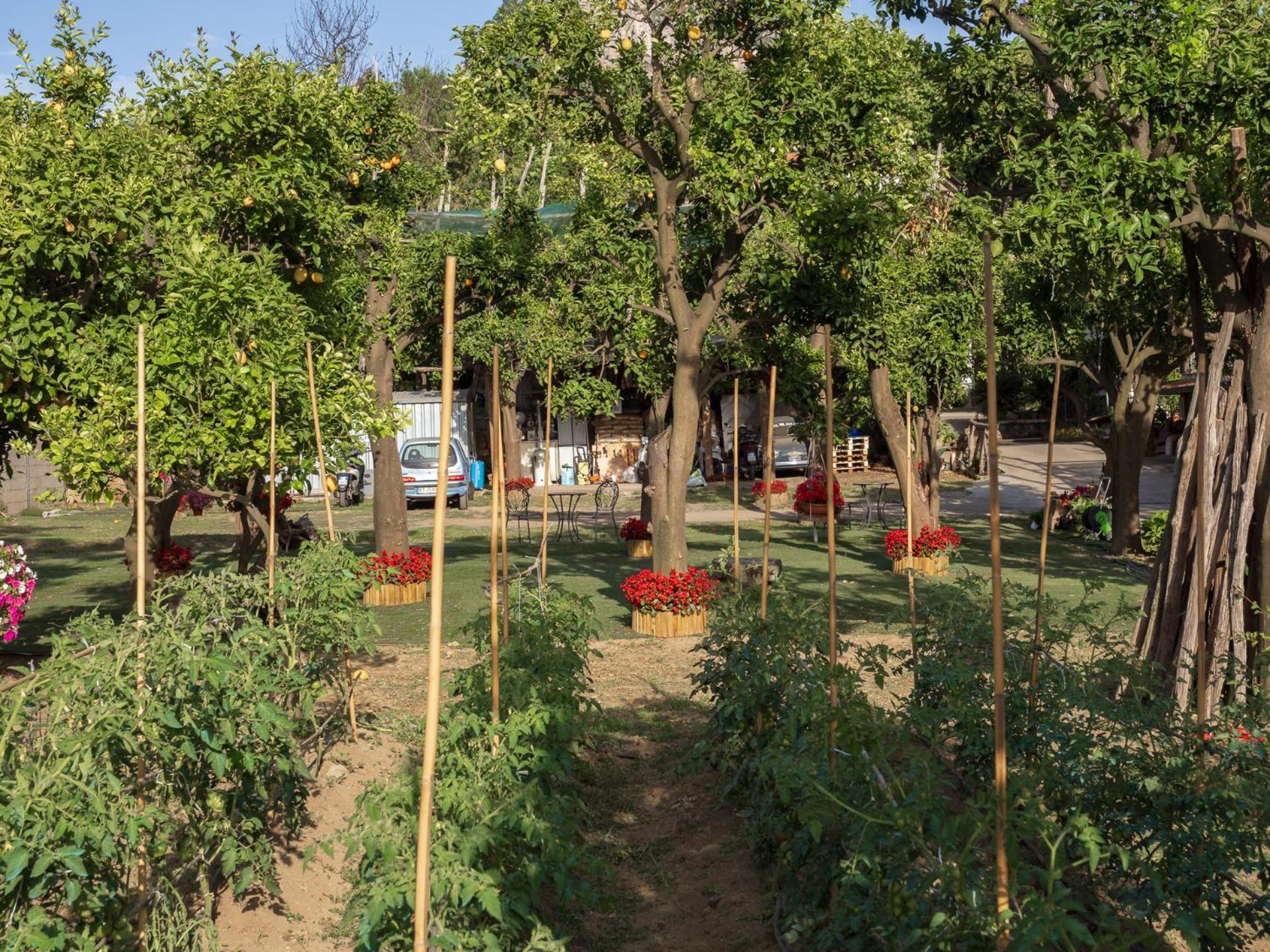 Вилла Giardino Di Nonno Lucio - Surrounded By Lemon Tree Пьяно-ди-Сорренто Экстерьер фото